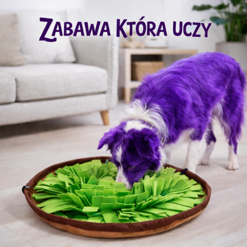 Mata węchowa dla psa